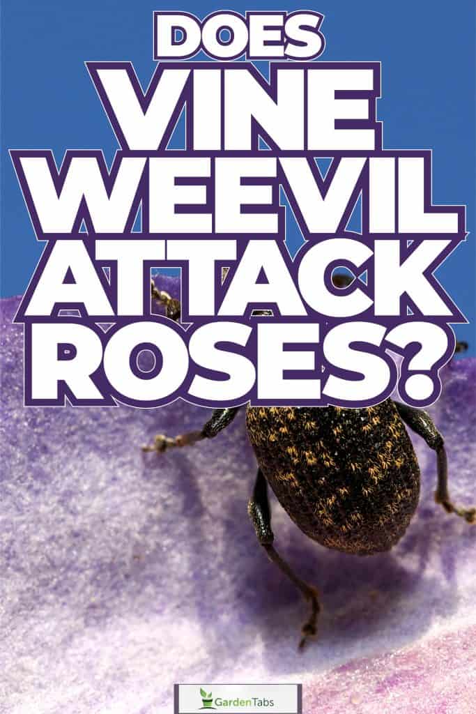 A black vine weevil, Does Vine Weevil Attack Roses?