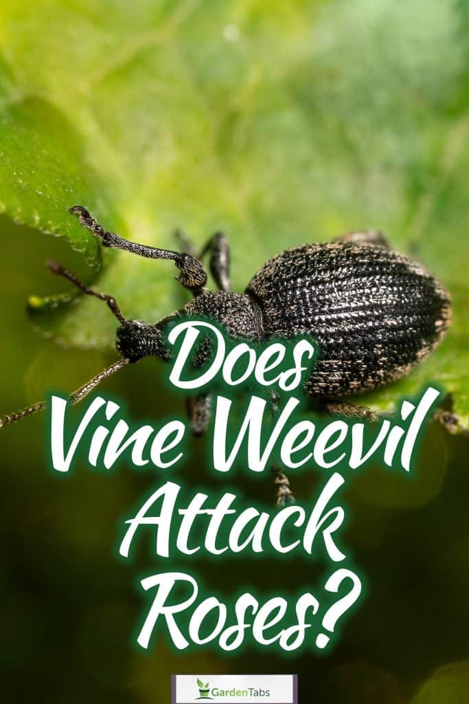 A black vine weevil, Does Vine Weevil Attack Roses?