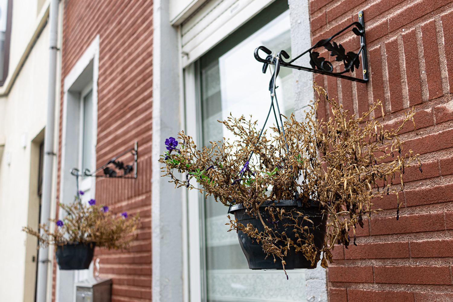 Dried dead flowers in a hanging basket by the door of residential building