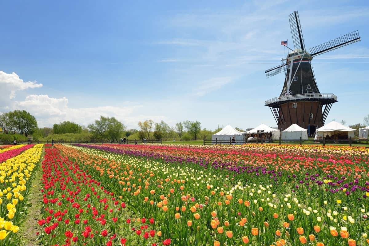 Dutch Windmill in a Holland Michigan tulip field. USA