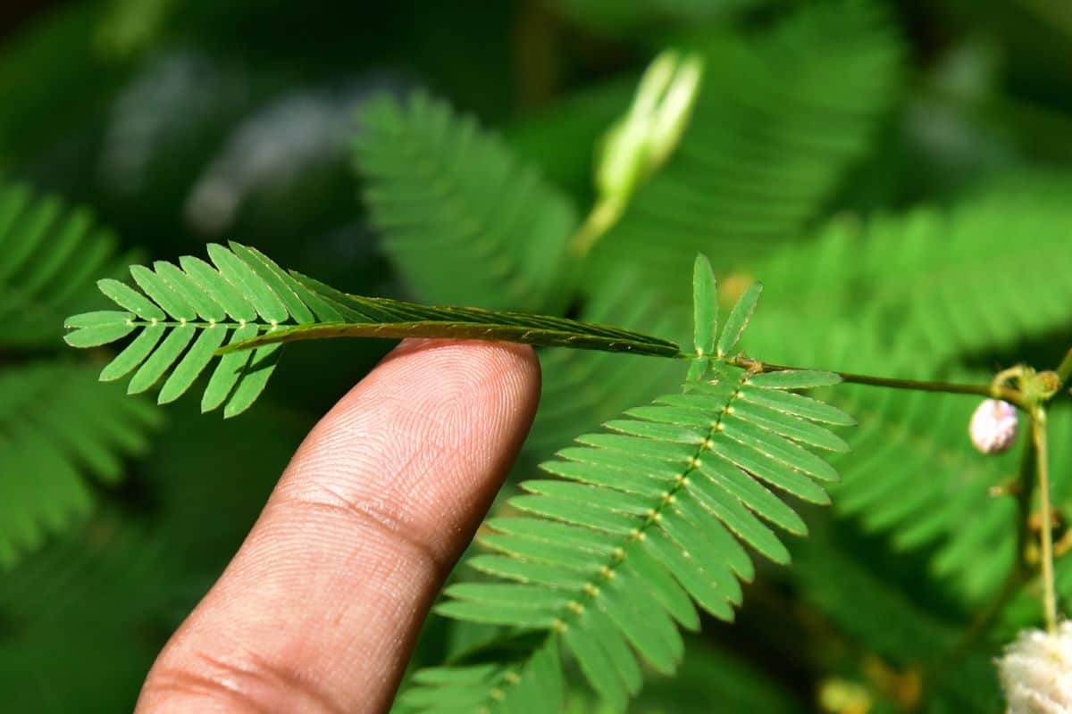 Effect of touch on the leaf of Mimosa pudica, touch-me-not, sensitive plant. Top down view of leaflets folding up upon touch.