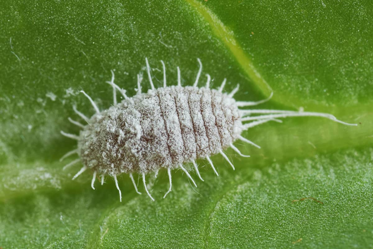 Extreme closeup of a long-tailed mealybug (Pseudococcus longispinus) on a green leaf, top view. 