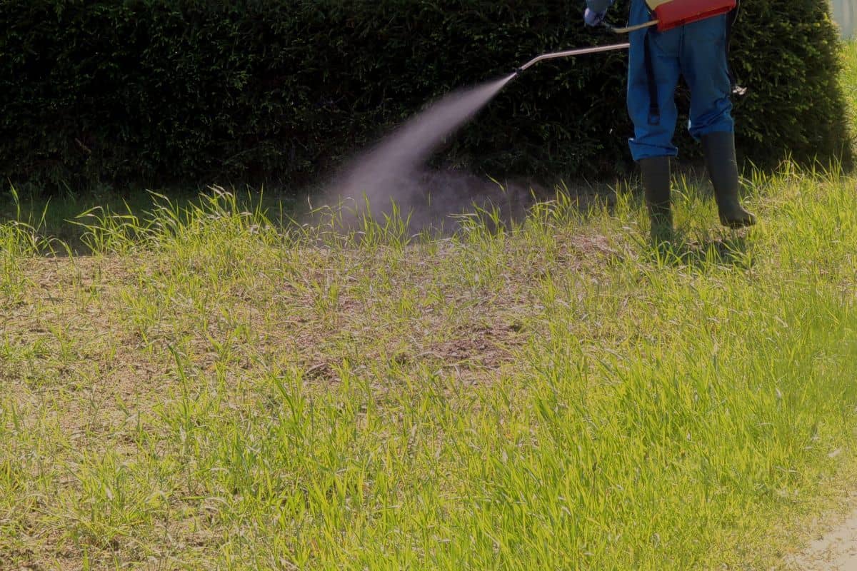 Farmer sprays glyphosate herbicide against couch grass using a knapsack sprayer. 
