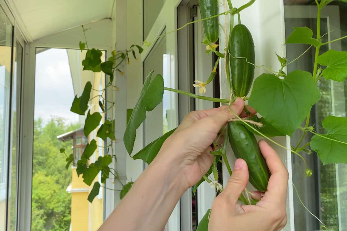 Female hand harvesting cucumber, plants growing on windowsill on balcony