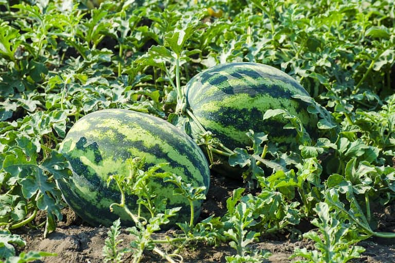 Field with fresh ripe watermelons, Are Watermelons Self Pollinating?