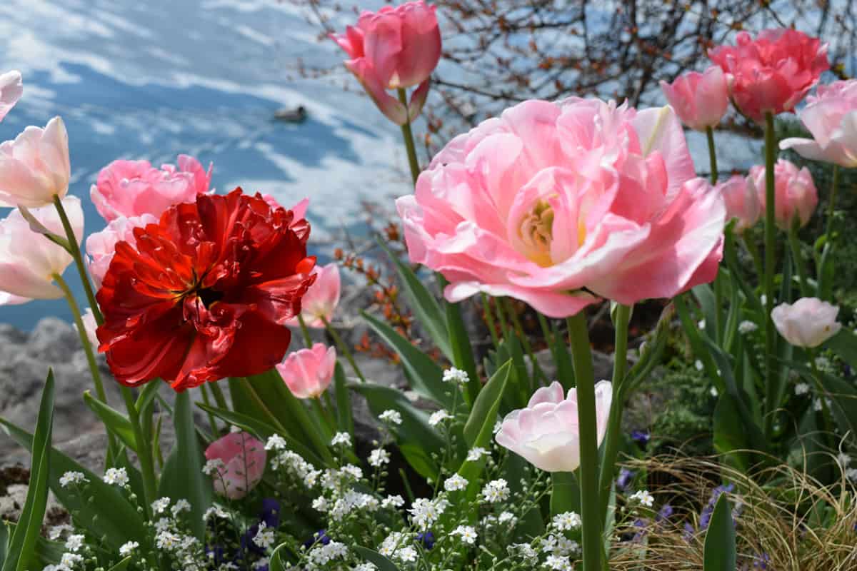 Flowers by Lake Geneva