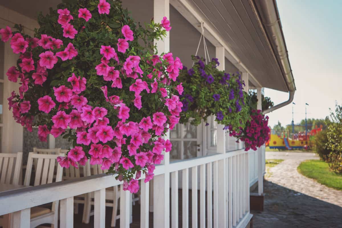 Flowers hanging on the porch. House of white color. Aroma of fresh petunias