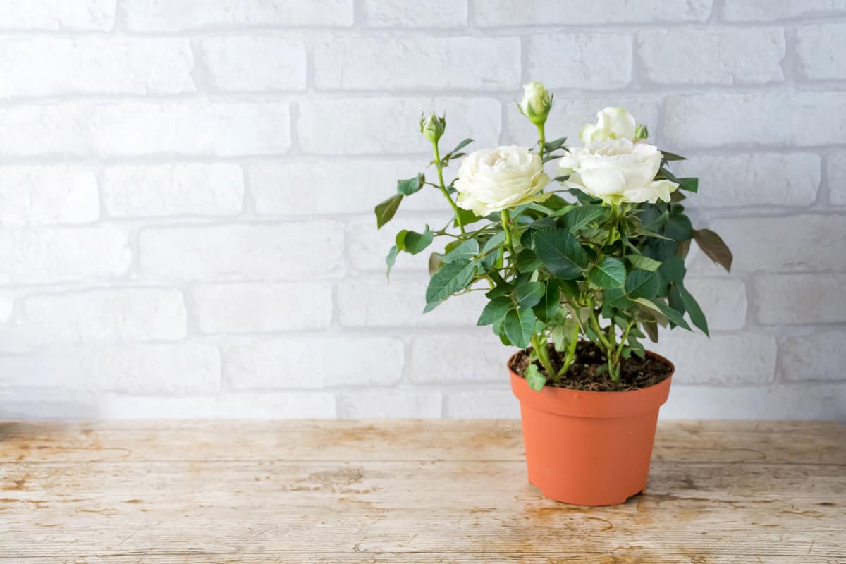 Flower,small white rose plant growing in brown plastic pot with flower blooming and green leaves on wood table and brick wall background. 