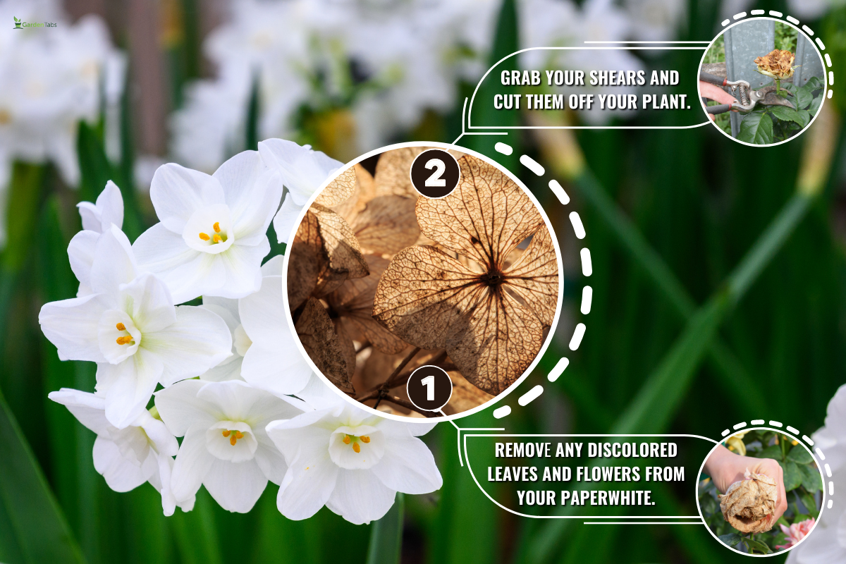Fragrant Paperwhite Narcissus plants in full bloom, preparing for a winter holiday celebration. - Should You Deadhead Paperwhites [& How To]?