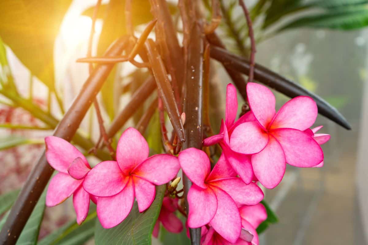 Frangipani, Plumeria, Temple Tree or Graveyard Tree is National Flowers of Laos.They are bloom with pink color flower, pod of seed for breed and leaves with sunlight background.