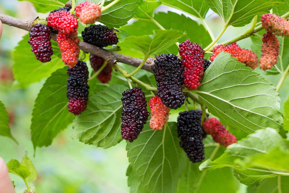 Black and red mulberries on the branch of tree.Fresh mulberry.