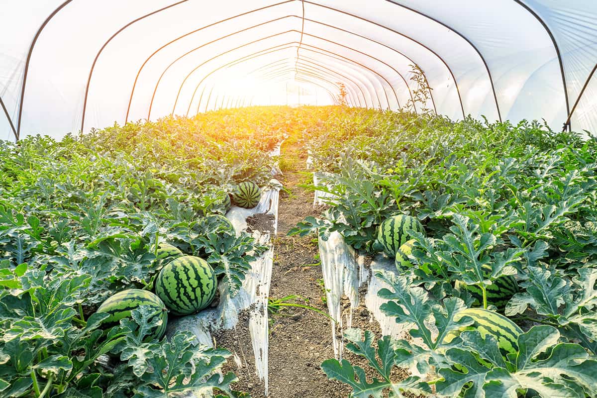 Fresh watermelon field in agricultural greenhouse