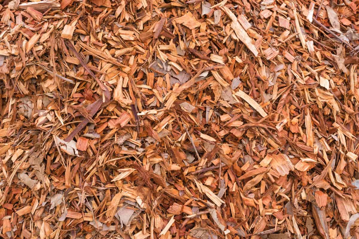 Full frame view of wood chip mulch