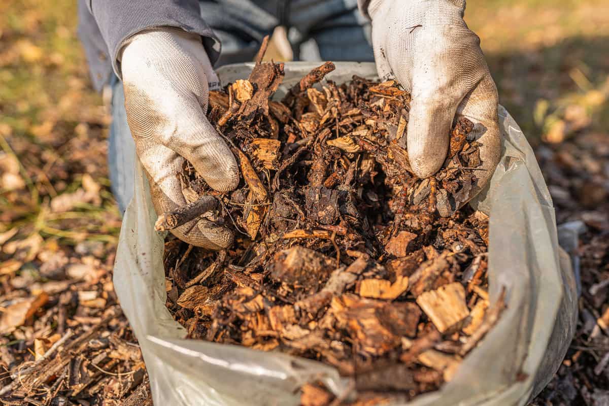 gardener collects ground wood chips in bag for mulching beds. Increasing soil fertility, mulching, composting organic waste. wood chips mulching composting 