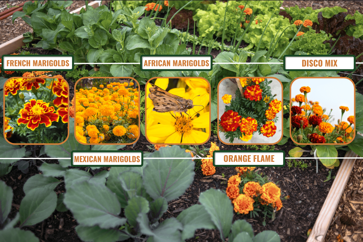 Garden plot with raised bed. - Best Marigolds For Pest Control [5 Types For Your Yard]