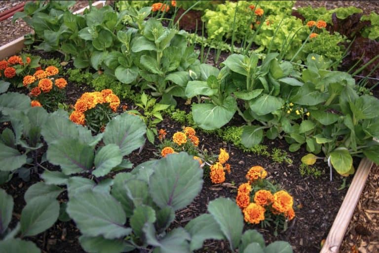 Garden plot with raised bed. - Best Marigolds For Pest Control [5 Types For Your Yard]