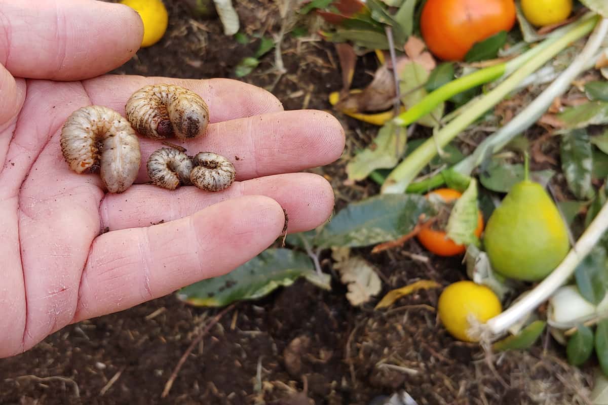 Gardener holds four cutworms found in his compost pile