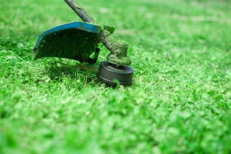 Cutting the lawn with cordless grass trimmer, edger, close-up.