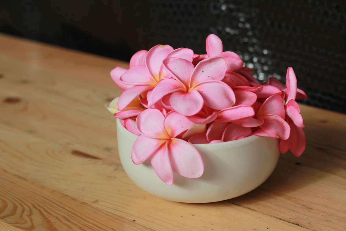 Georgeous Pink Plumeria Flowers in White Bowl on a Table 