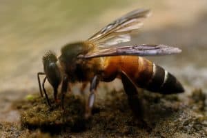 Giant Himalayan honey bee drinking water, Unveiling The Giant: Meet The World's Largest Honey Bee!