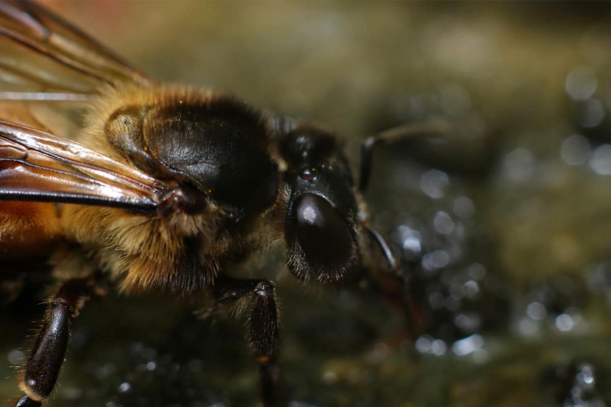 Giant himalayan honey bee drinking water