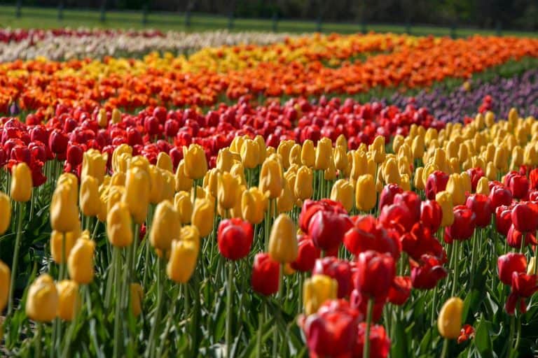 Gorgeous display of a tulip field on Windmill Island in Holland, MI during the TulipTime festival
