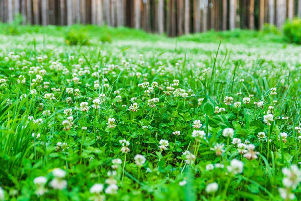 Green forest glade, densely overgrown with clover with white flowers. 