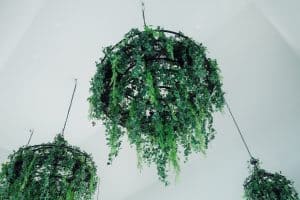 Green leaves hanging decorated on the chandelier from the white ceiling in the white room. Hanging houseplant decoration., Can You Hang Plants From A Popcorn Ceiling?