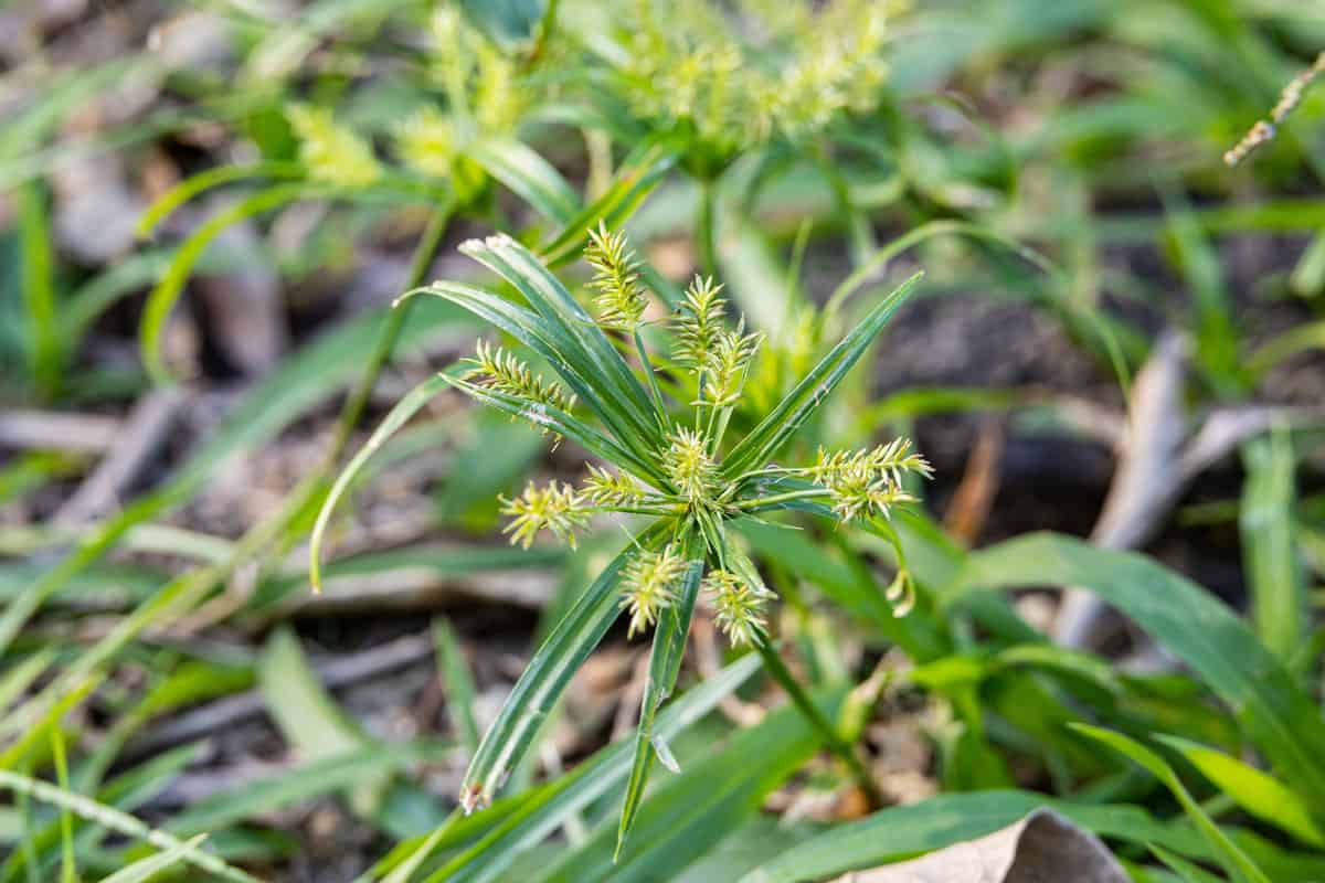 Green leaves of herbal Cyperus strigosus or false nutsedge or straw-colored flatsedge on a green meadow 