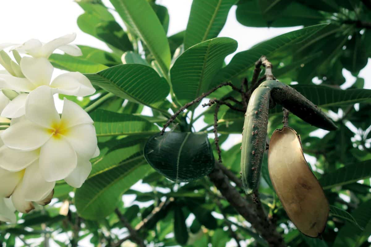 Green long fruit of white plumeria plant with flower and seed producing.