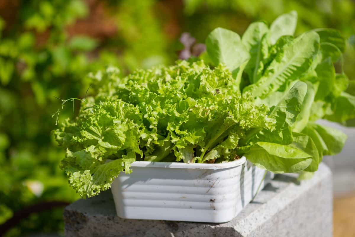 Green salad, lettuce, Romano salad, red basket salad in a white rectangular pot in