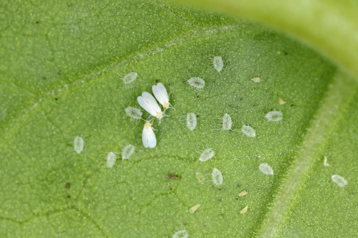 Greenhouse whitefly (Trialeurodes vaporariorum) adults and vacated pupae.