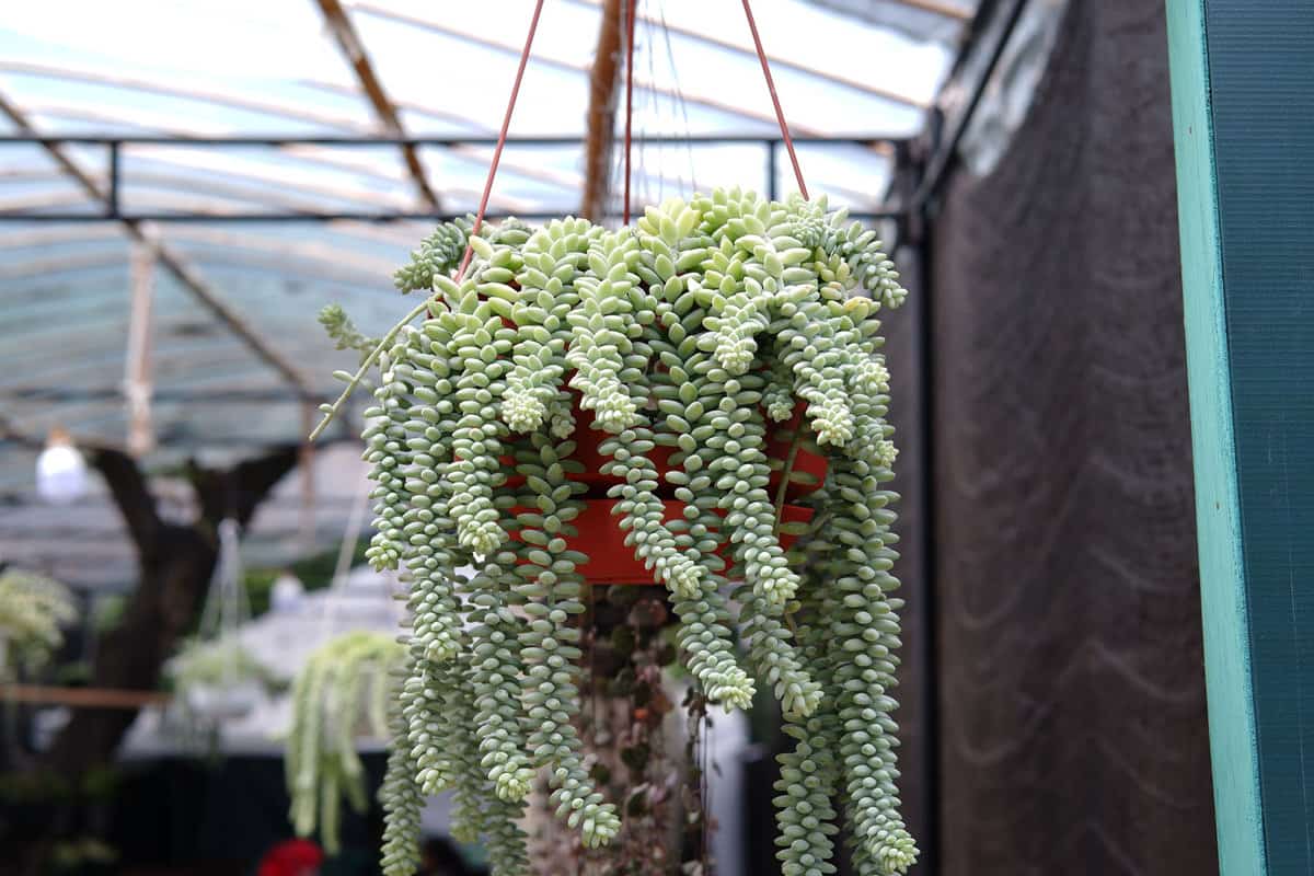 Hanging plant of Sedum morganianum, the donkey tail or burro's tail, is a species of flowering plant in the family Crassulaceae, native to southern Mexico. 