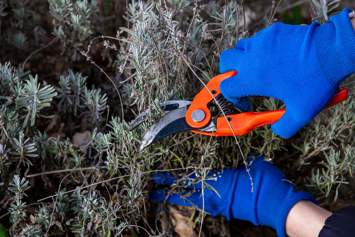 Hand in gloves holding bypass secateur and pruning lavender bush. Seasonal work in garden. Pruning bushes.