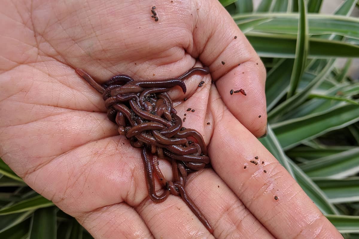 Hands holding up red wigglers