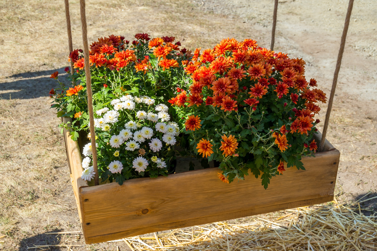 Hanging flower bed from a wooden box and ropes