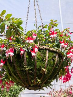 Hanging metal pot of fuchsia flowers in a greenhouse. - Can I Use Garden Moss For Hanging Baskets?