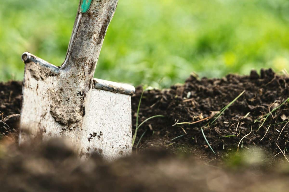 Garden shovel puts into soil