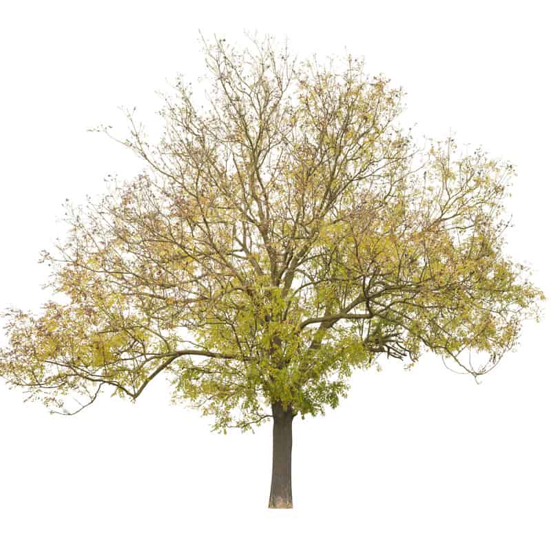 Honey Locust in autumn with yellow leaves, tree isolated on white background.