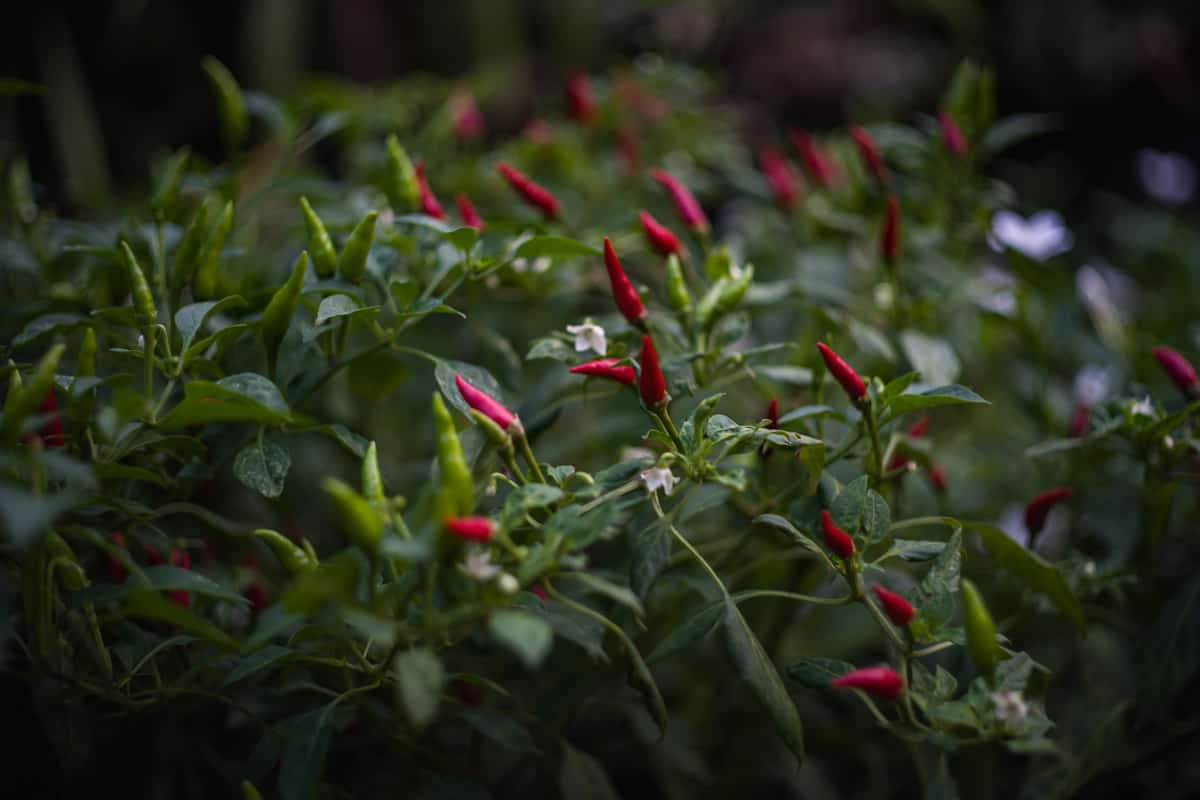 Hot red and green pepper on the plant, planted together as a chili garden