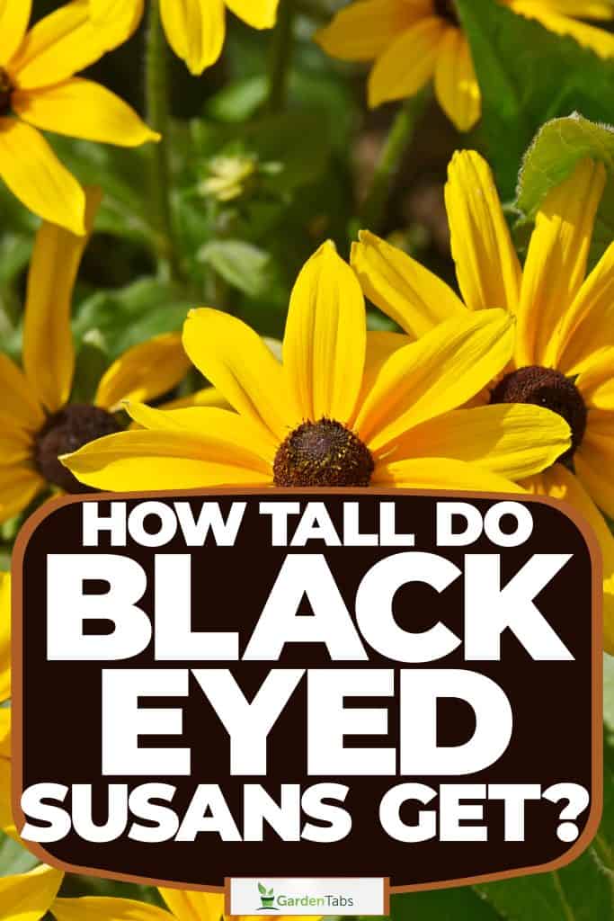 A small patch in the garden filled with black eyed SusanA small patch in the garden filled with black eyed Susan, How Tall Do Black Eyed Susans Get?