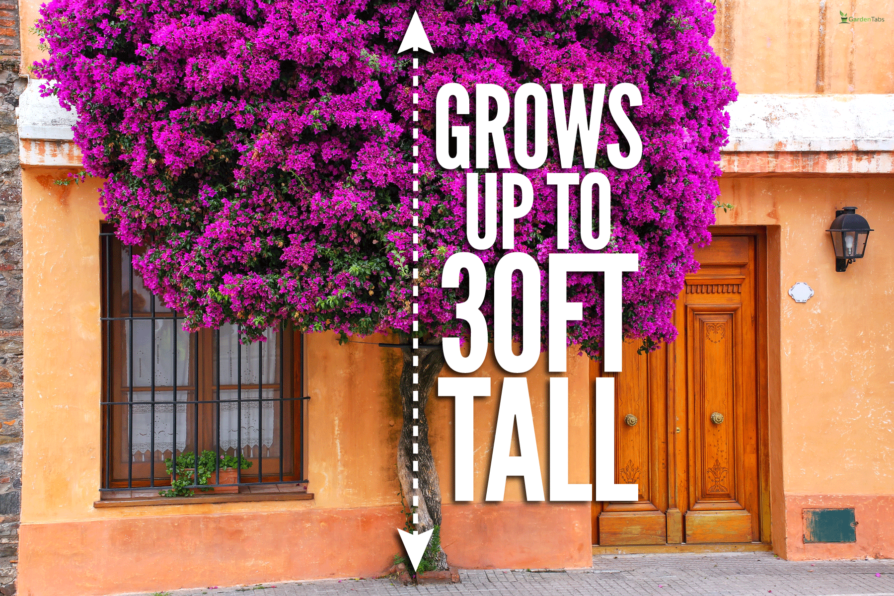 Bougainvillea tree growing by the house in historic quarter of Colonia del Sacramento, How To Keep Bougainvillea Small