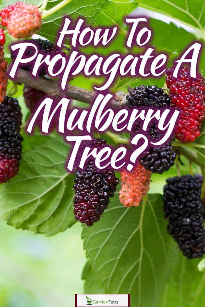 A tall mulberry tree planted in the middle of a wide field, How To Propagate A Mulberry Tree?