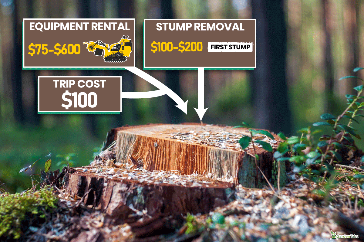 Pedestal from a tree stump on a blurred forest, How To Remove A Tree Stump Without Digging