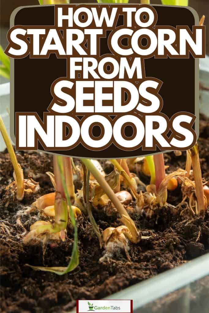 Corn growth photographed in detail, How To Start Corn From Seeds Indoors [Beginners Guide]