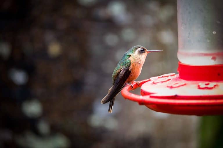Hummingbird Colombia, What Kind Of Paint To Use On A Hummingbird Feeder? [Safe & Weather Resistant Options]