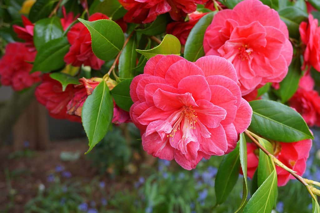 Incredible beautiful red camellia