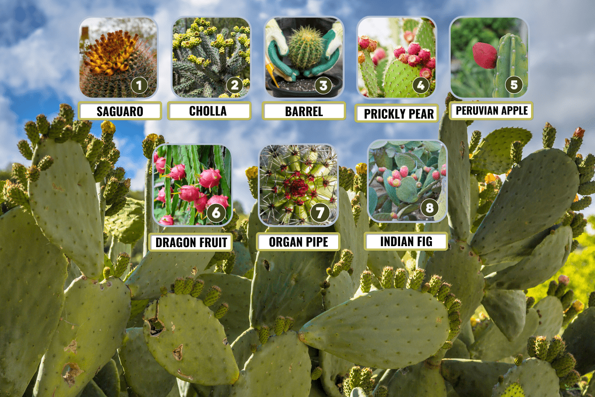 Indian fig, cactus pear (Opuntia ficus-indica, Opuntia ficus-barbarica) can be a pest in some parts of Cyprus. - 8 Types Of Cactus Fruit You Should Know!