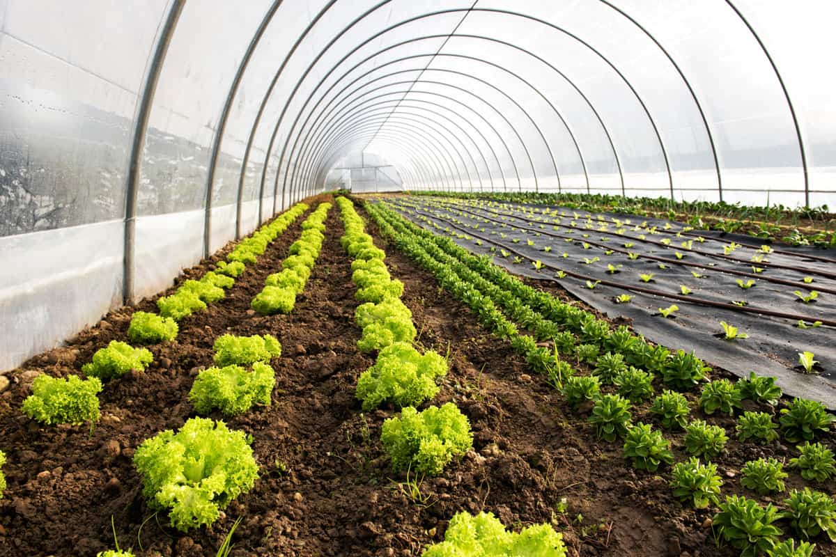 Interior of an agricultural greenhouse or tunnel with long rows of fresh green spring salad seedlings being cultivated for the table