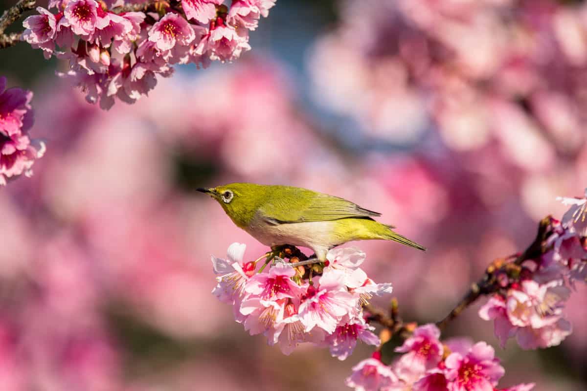 Japanese White-eye and Cherry blossoms